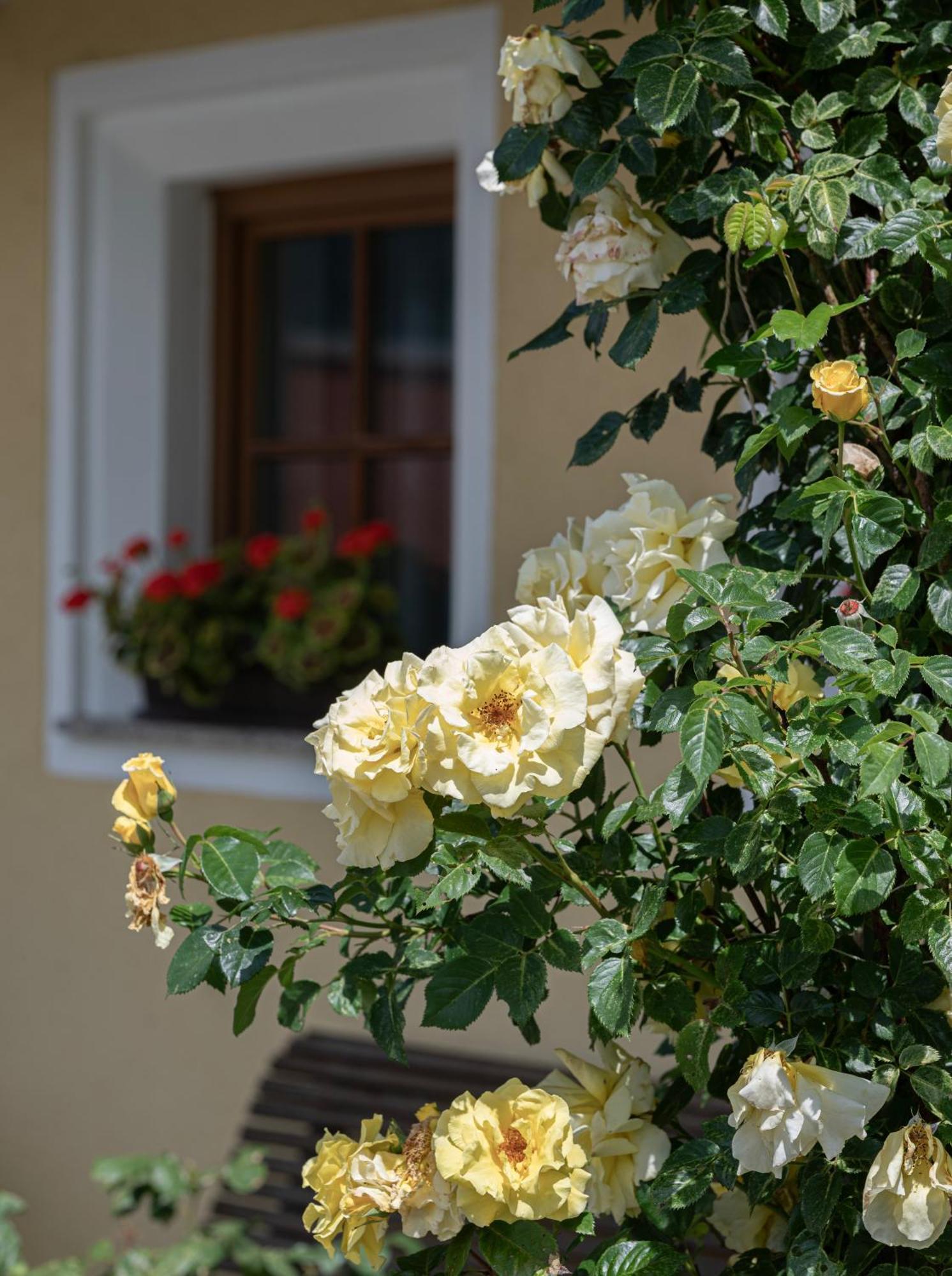 Zederberg Appartements Sankt Johann im Pongau Exterior foto